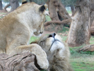 Didatour - Zoosafari Fasano - Header